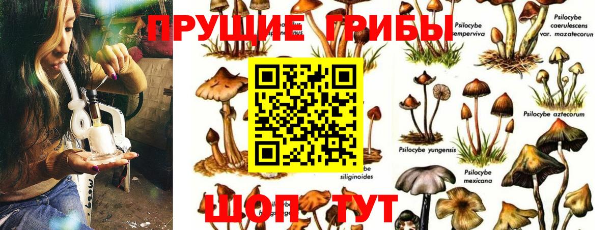 Галлюциногенные грибы Psilocybe Губкин
